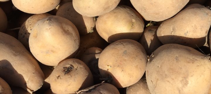 Oven-Roasted Garlic Potatoes