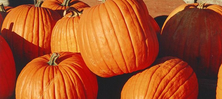 Honey “Pumpkin” Pie