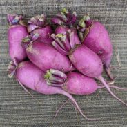 Purple Daikon Radish Salad