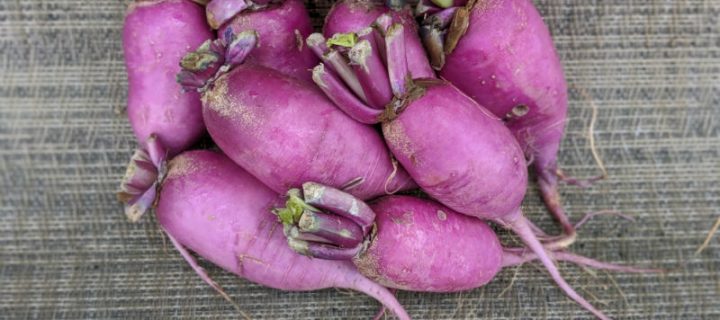 Purple Daikon Radish Salad