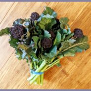 Bouquets of Purple Sprouting Broccoli