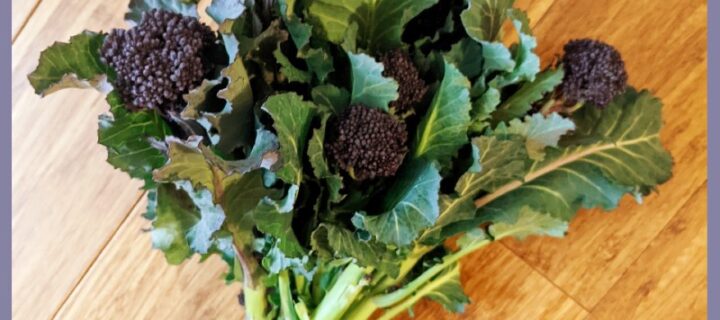 Bouquets of Purple Sprouting Broccoli