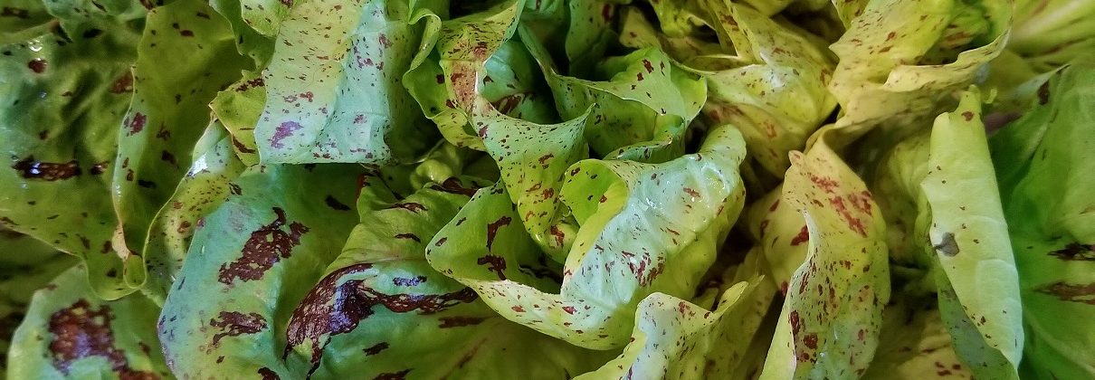 Radicchio Autumn Salad