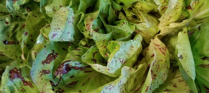 Radicchio Autumn Salad