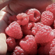 Raw Raspberry Tart