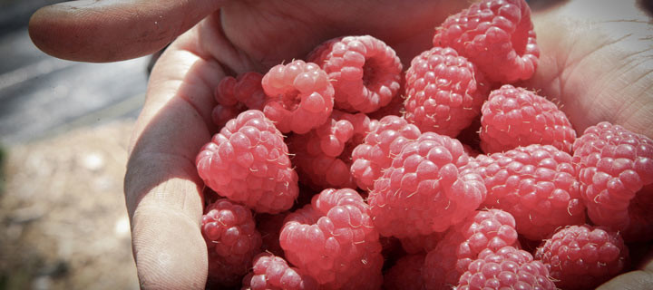 Raw Raspberry Tart