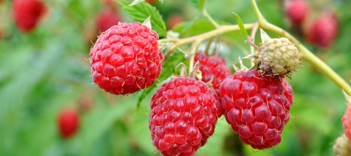 Frank’s Raspberry Vinaigrette