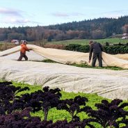 Seasonal Harvests, Seasonal Costumes