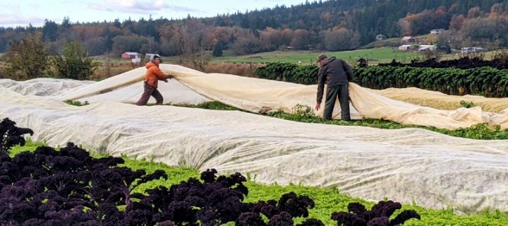 Seasonal Harvests, Seasonal Costumes