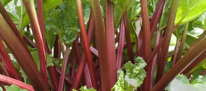 Arugula Rhubarb Salad