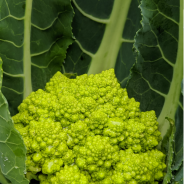 Romanesco Stir Fry