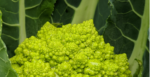 Romanesco Stir Fry