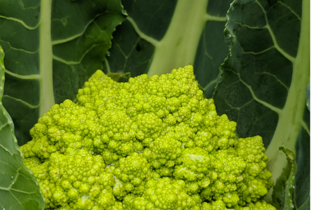 Meyer Lemon Risotto with Romanesco and Fennel