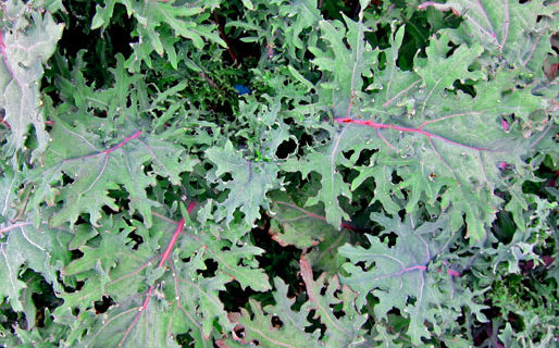 Creamy Kale Salad with Avocado-Lemon Dressing