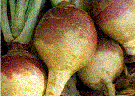 Rotemos (Mashed Rutabagas)