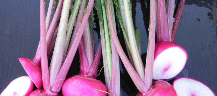Scarlet Queen Turnip Salad