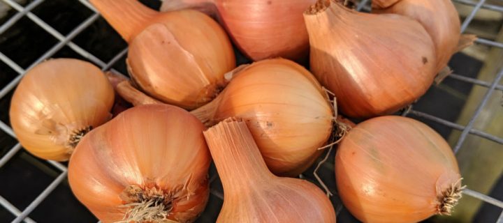 Shallot Chickpea Salad