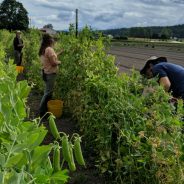 Competition & Cooperation in the Pea Patch