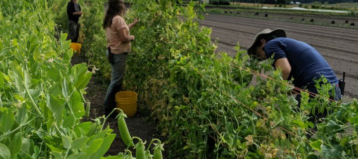 Competition & Cooperation in the Pea Patch