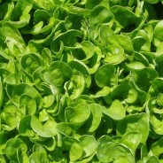 Spinach with Peanut Sauce