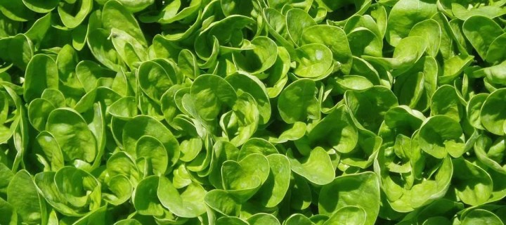 Spinach with Peanut Sauce