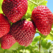 Quick Pickled Strawberries