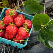 Strawberry Oatmeal Bars