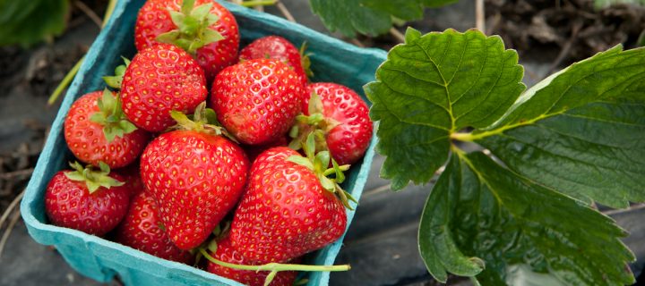 Strawberry Oatmeal Bars