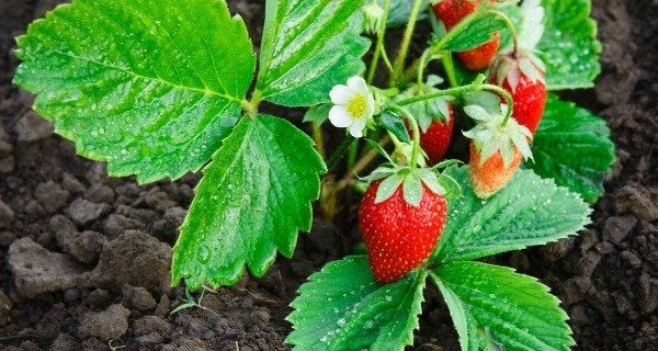 Red Dog Farm Strawberry Dressing