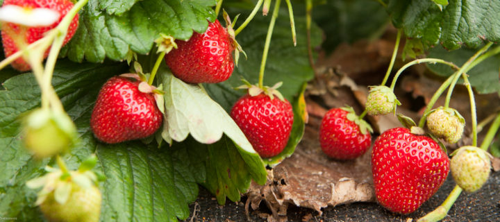 Strawberry Tarragon Chicken Salad