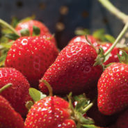 Fava & Strawberry Salad