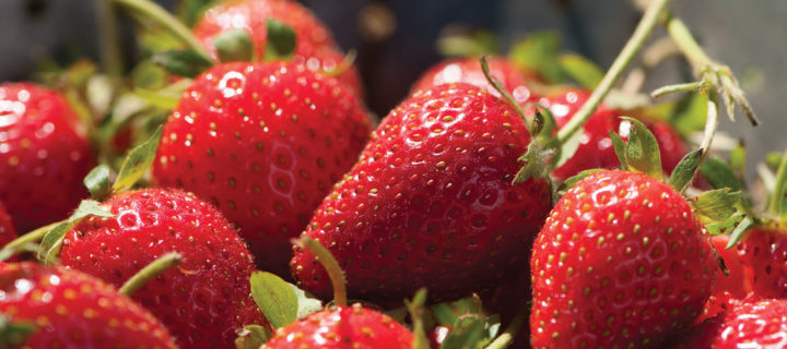 Fava & Strawberry Salad