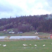 Return of the Trumpeter Swans