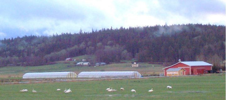 Return of the Trumpeter Swans