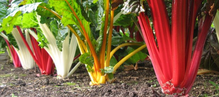 Swiss Chard with Chickpeas & Poached Egg