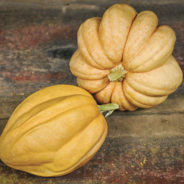 Roasted Corn Pudding in Squash Puree