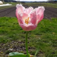 CSA Newsletter 4/17 – The Ephemeral Beauty of Tulips