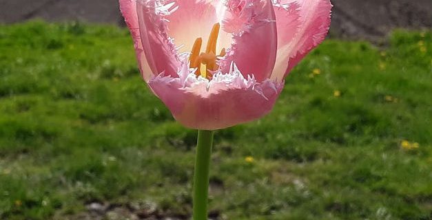 CSA Newsletter 4/17 – The Ephemeral Beauty of Tulips