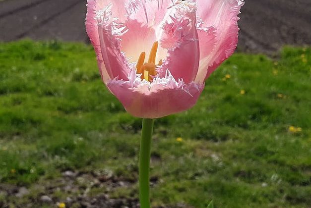 CSA Newsletter 4/17 – The Ephemeral Beauty of Tulips