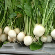 Roasted Beans, Carrots and Turnips