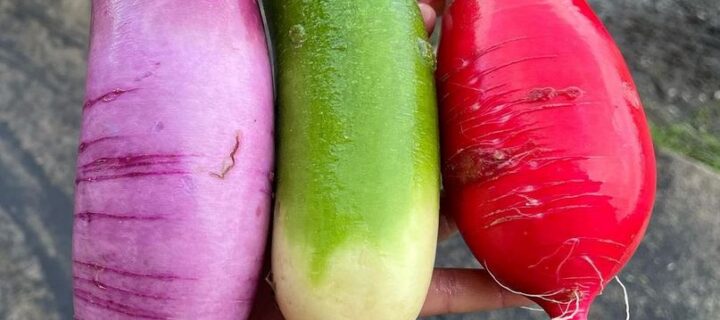 Namasu (Zesty Japanese Root Salad)