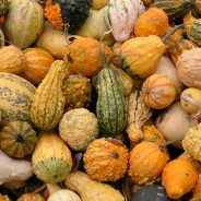 Green Coconut Curry and Squash Soup
