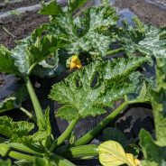 Summer Veggies are On Their Way