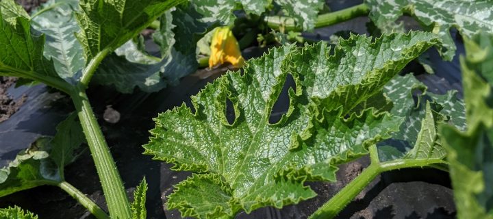 Summer Veggies are On Their Way